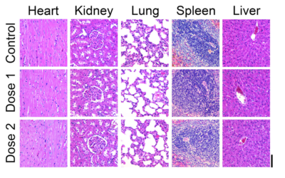 Exogenus Therapeutics publishes study detailing Exo-101’s safety profile